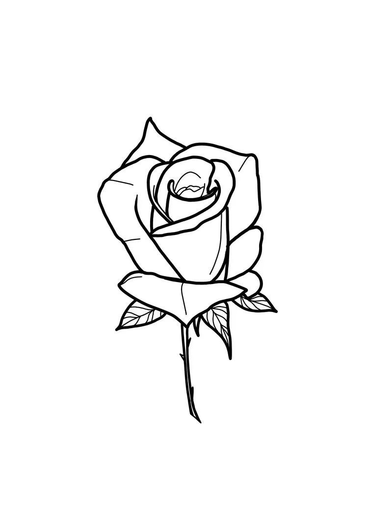 玫瑰花怎么画线稿,玫瑰花线稿图ps