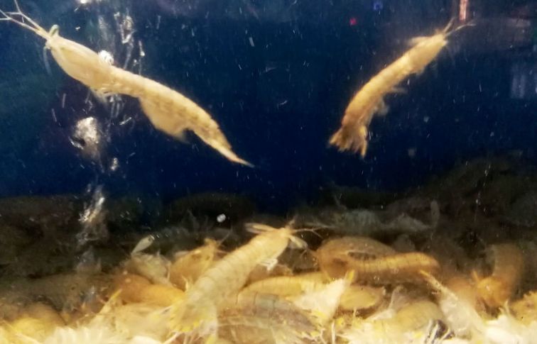 皮皮虾为啥没有养殖的,皮皮虾为什么不能养殖呢