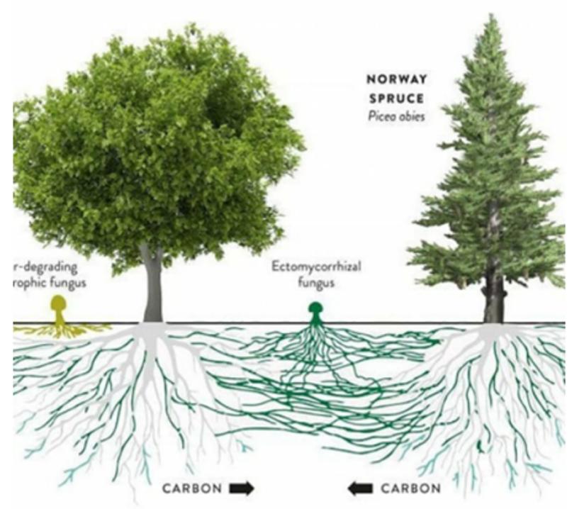 踏青摘野菜去处,野蘑菇旅游攻略