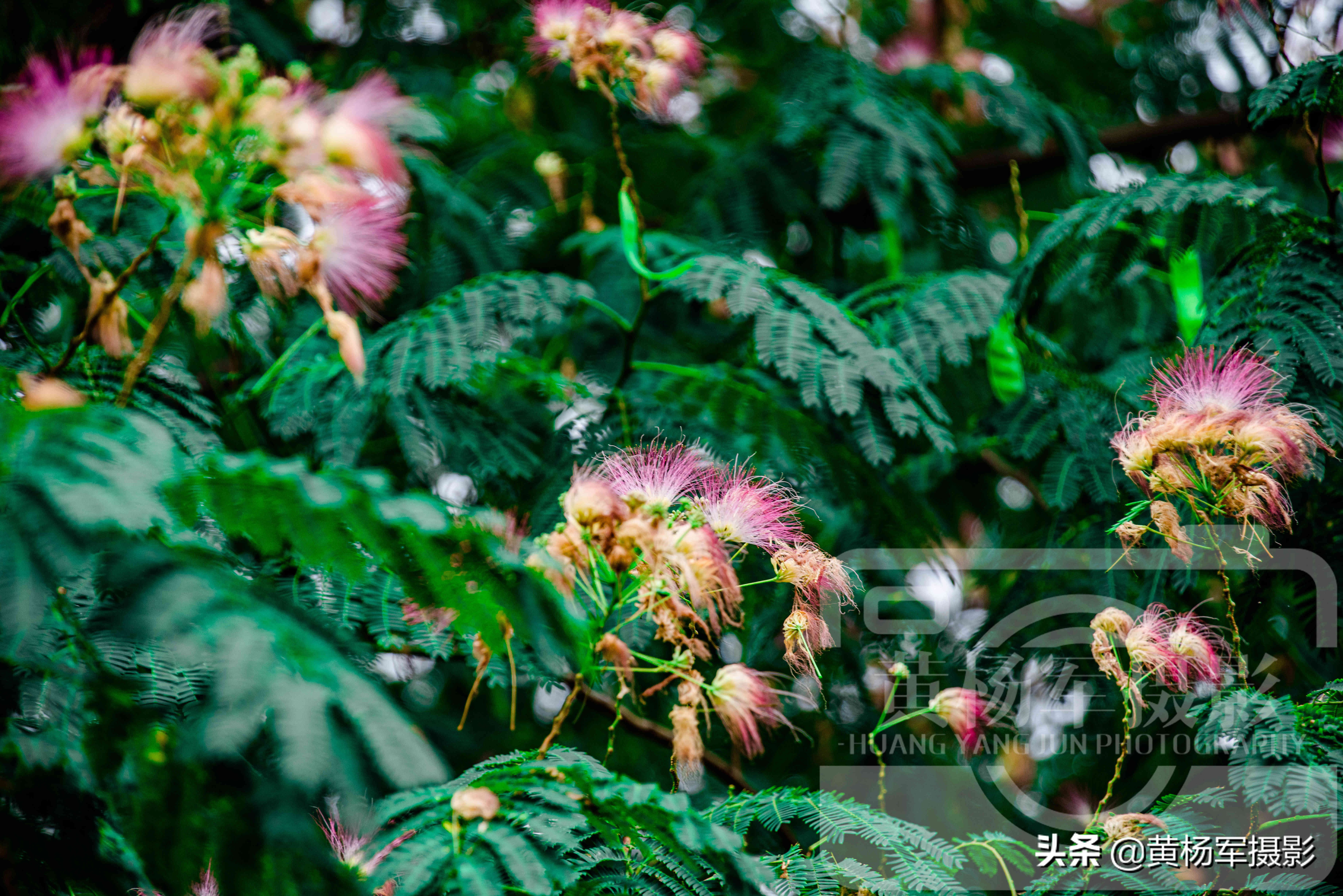 六月美丽盛开的*欢合**花，娇艳的花朵绽放在绿叶间