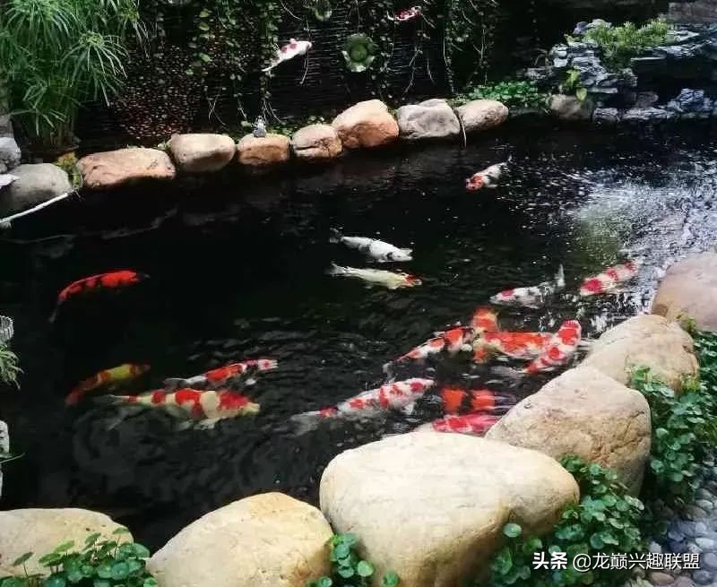 锦鲤一开灯就往下跑怎么办,锦鲤入缸的正确方法