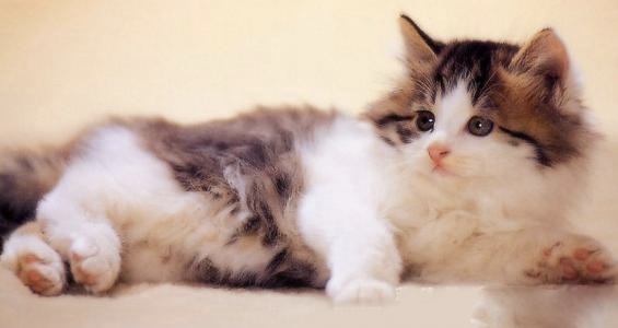 向猫学习吧：做一个灵魂的舞者，让男人爱你到“欲罢不能”