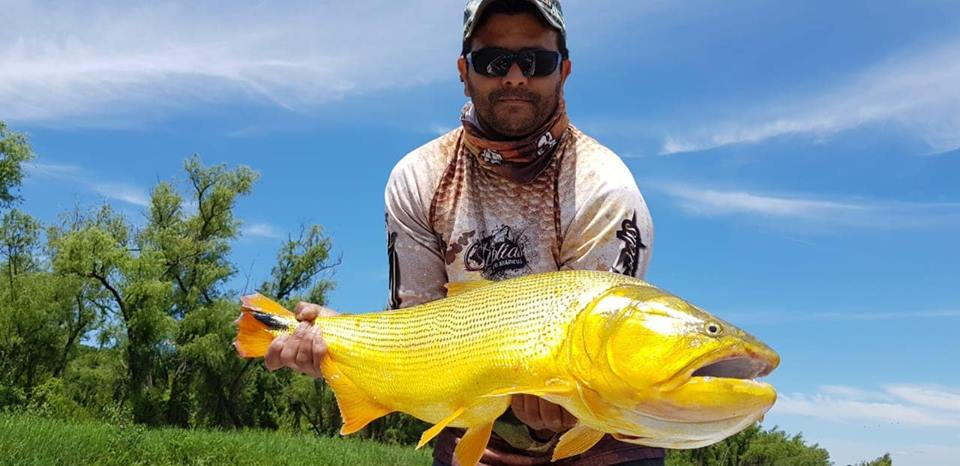 27公分的黄金河虎,黄金河虎凶猛吗