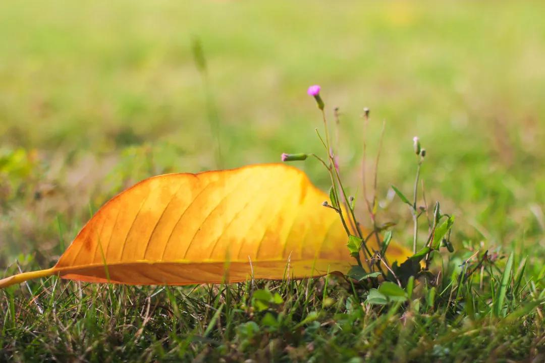 你们不在，我替你们好好逛携创的新足球场，喵~