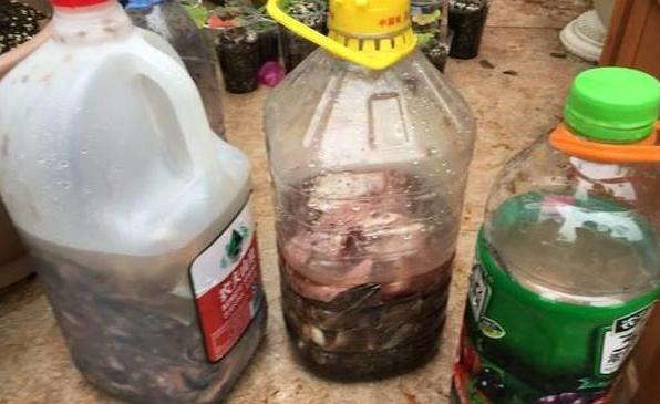 自制养花营养液不招虫子,养花用的营养液是怎么做的