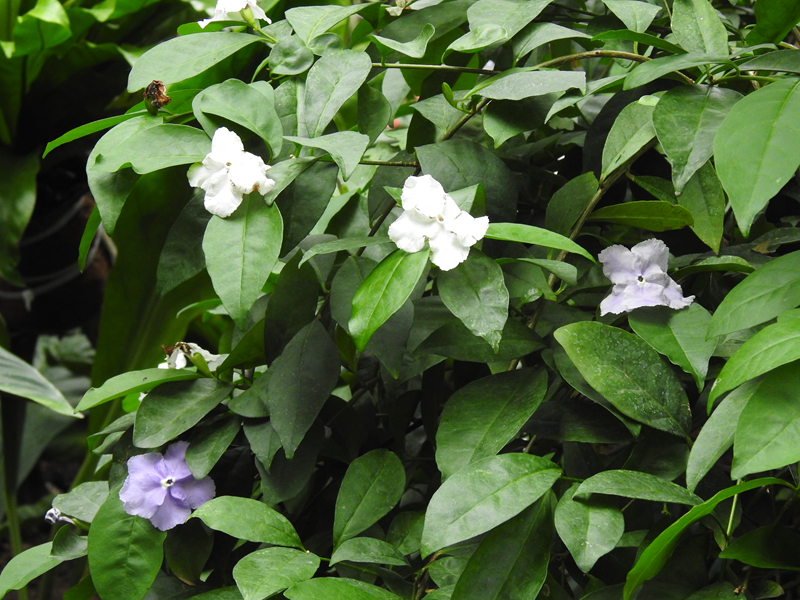 精灵之约•节气“植”说│上海的二十四节气花园小暑