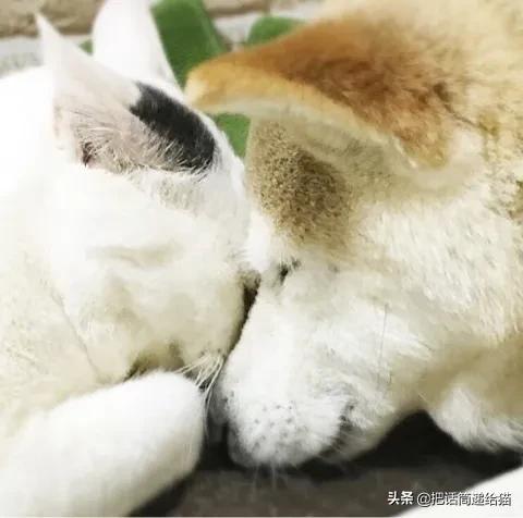 当小猫咪遇上大型犬,当小猫咪遇到大狗狗真是太温馨了