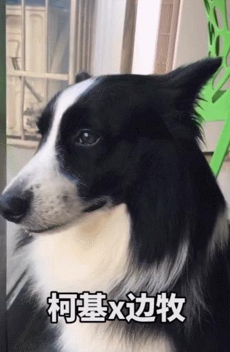 让狗子远离柯基,让你家狗离柯基远点