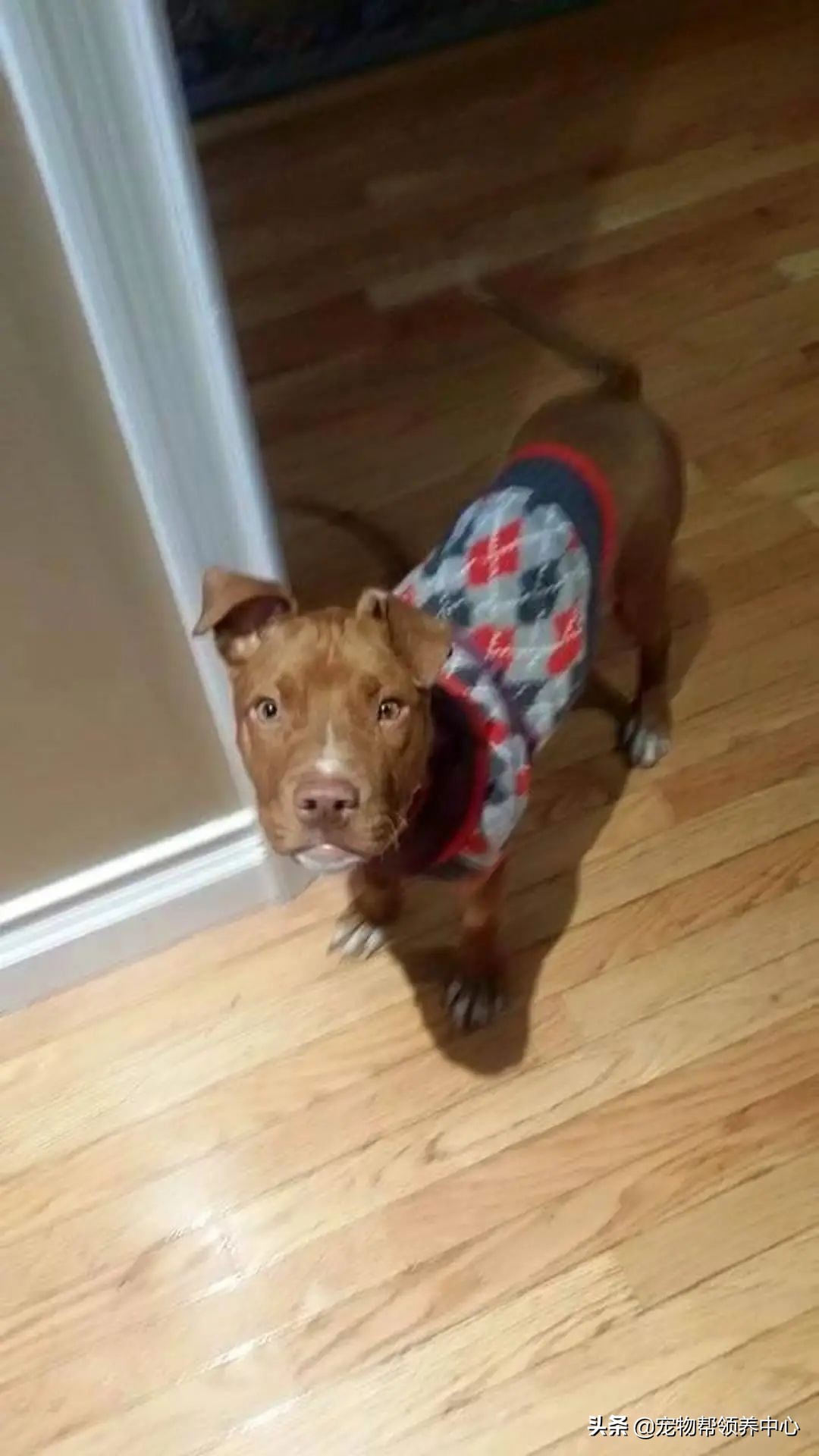 狗狗耳朵肿了会是蜜蜂蛰的吗,狗狗被蜜蜂蛰得肿成了包子头