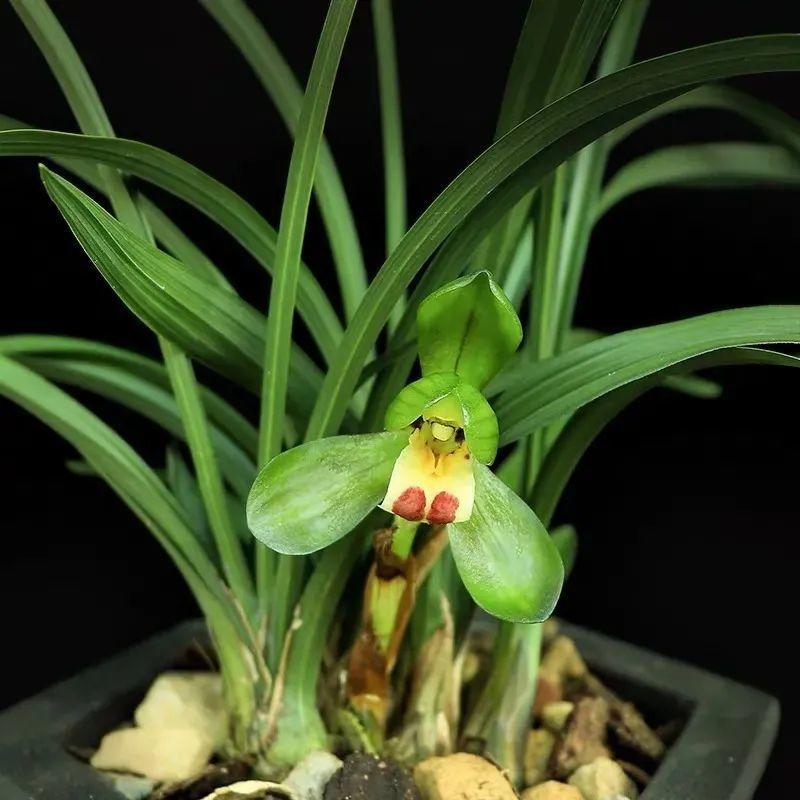 耐养的香水花,种室内香水花