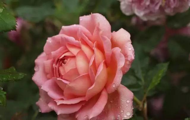 每天学习一点点各种花代表的花语,每天学习一朵花知识