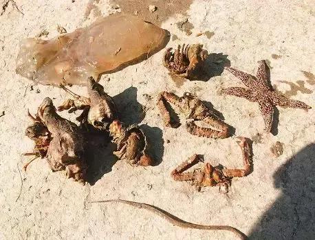 青岛开海了新鲜肥美的海鲜已上市,青岛开海红岛海鲜八大关