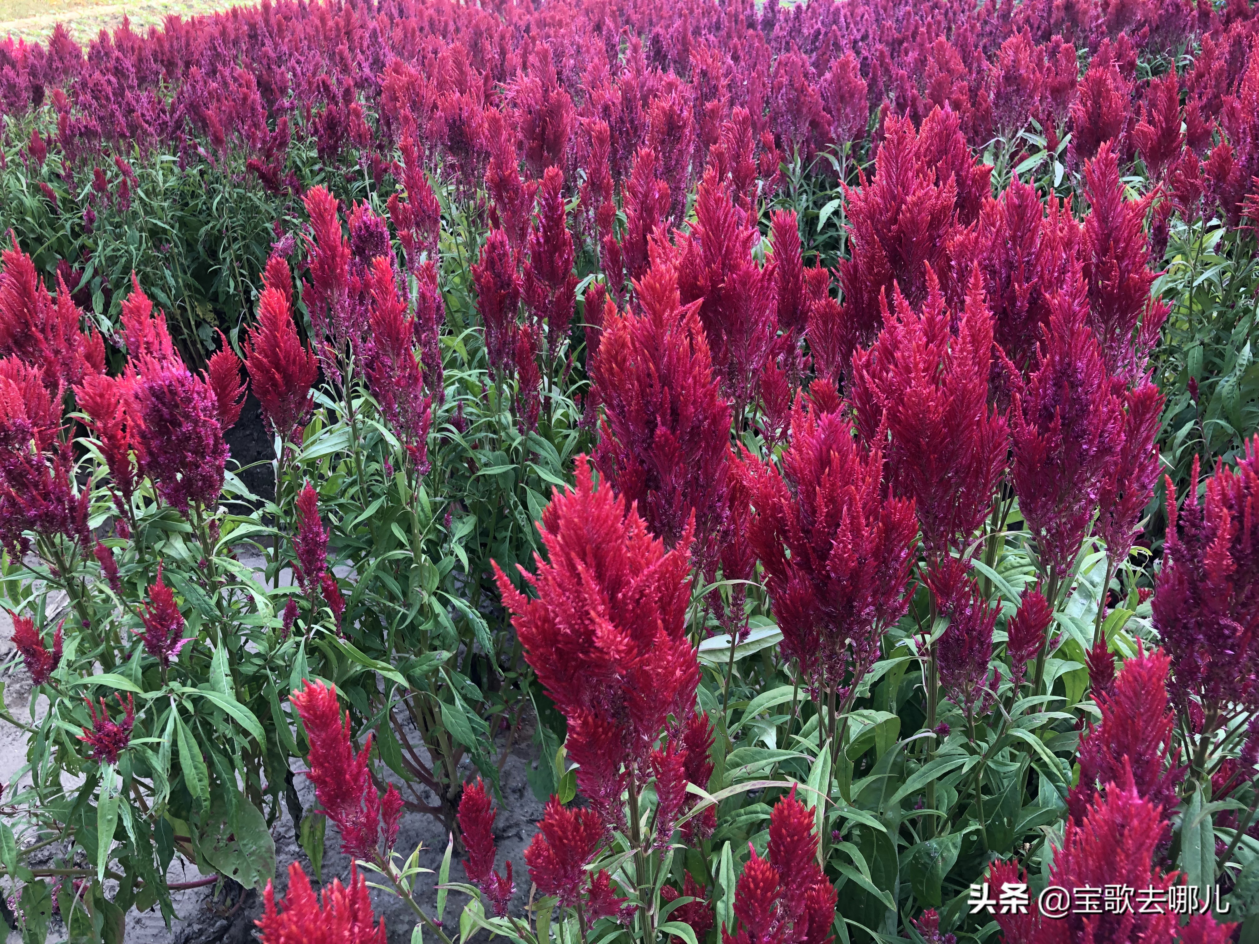 南沙百万葵园游记,南沙百万葵园亲子游