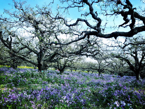 春游江淮请你来滁州版,春游江淮等您来