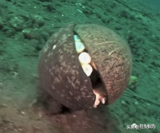 看完章鱼两条腿跑路的样子，我差点信了它是外星人后代