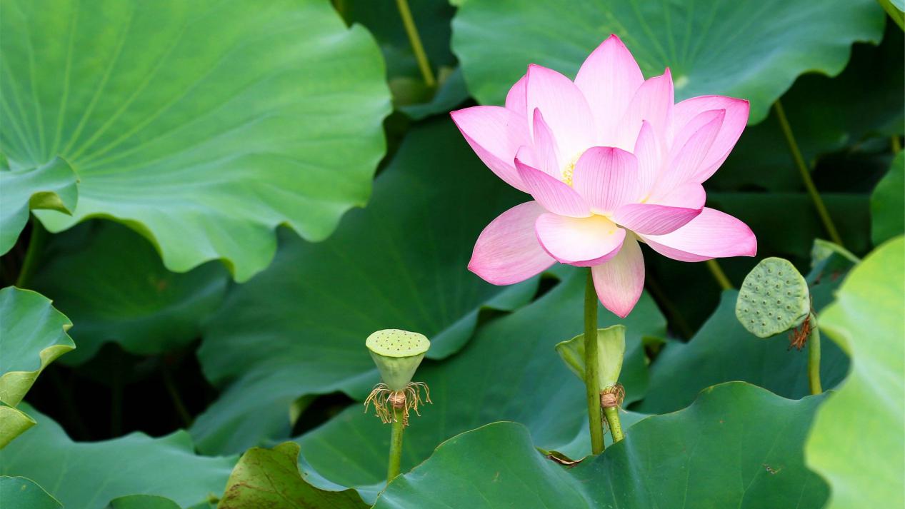 映日荷花别样红夏天赏荷正当时,夏至赏荷映日荷花别样红