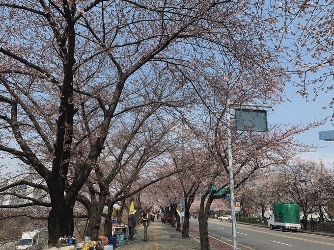 樱花韩国歌曲,樱花味的日语
