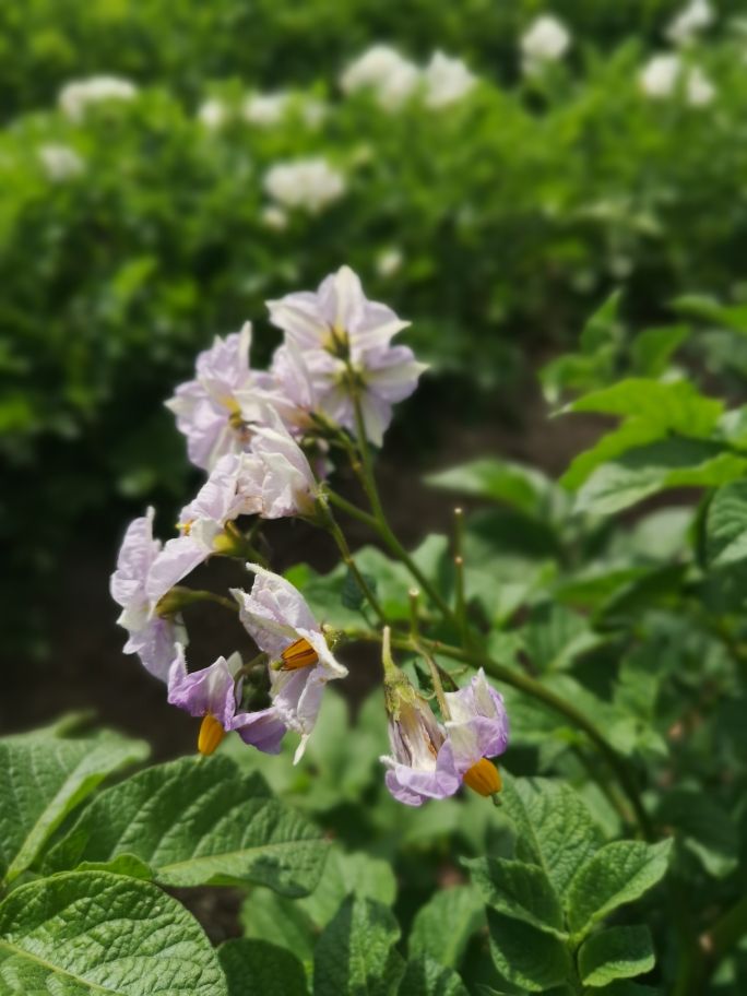 马铃薯抗旱栽培技术培训总结,马铃薯保水保油