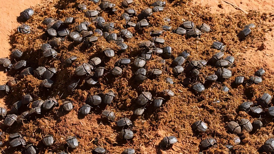 寄生虫会被寄生虫寄生吗？屎壳郎会推自己的屎吗？蛆身上会生蛆吗