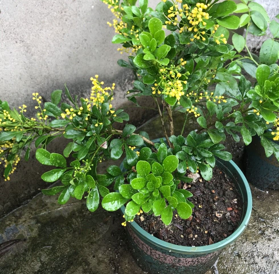 米兰花怎么养才香甜好看,米兰花怎么样养才能香味浓郁