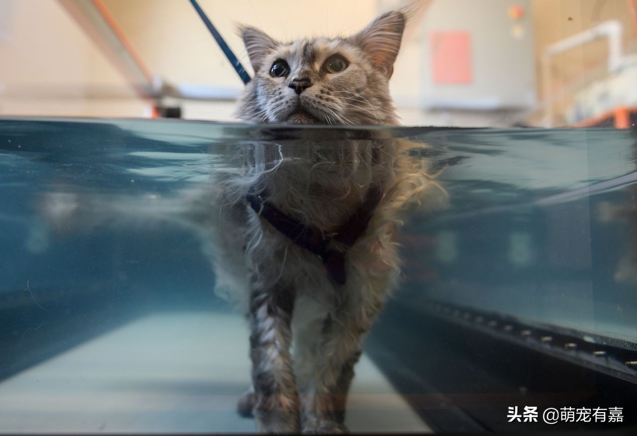 猫关节炎症状视频,猫得了关节炎怎么治