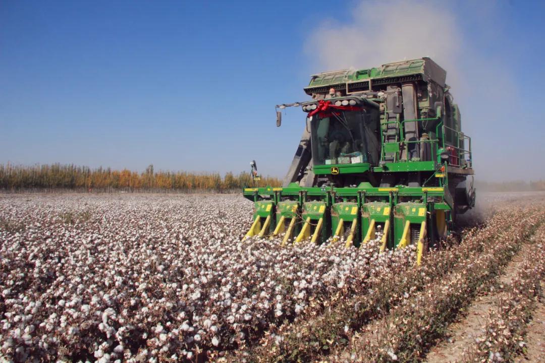 棉花种植面积扩大影响及解决措施,棉花种植面积减少的原因