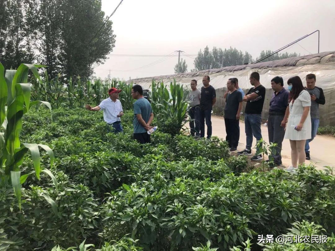 高效农业种植模式：备受农业专业合作社、农机专业户和包地大户青睐，让更多人受益