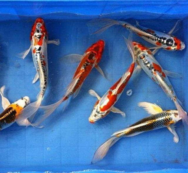 鱼缸饲养锦鲤注意事项视频,水族箱养锦鲤注意事项和禁忌