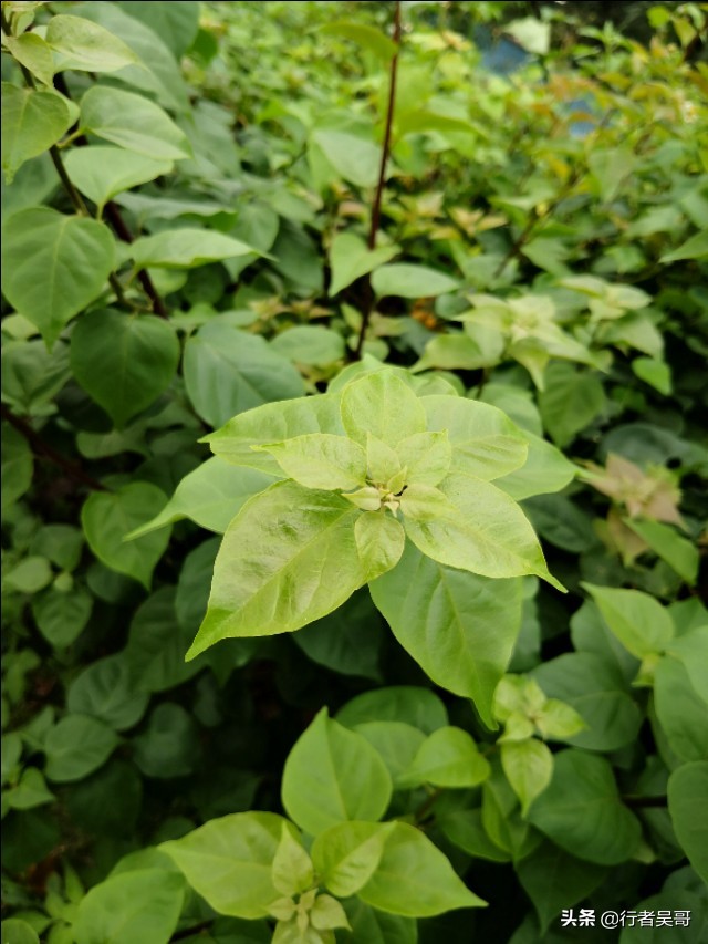泉州大坪山线绿道（泉州版山海健康步道）