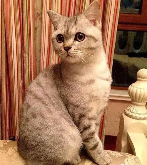英国短毛猫怎样饲养最好,英国短毛猫饲养