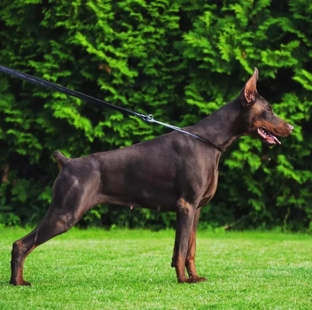 德系杜宾犬护主,不断尾的杜宾犬德系