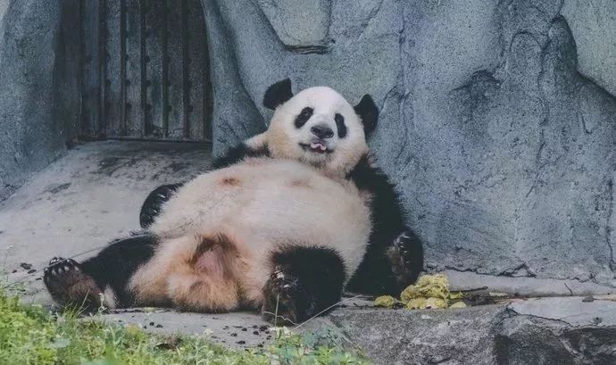 成都旅游远近攻略推荐理由,成都蓉城之秋旅游攻略