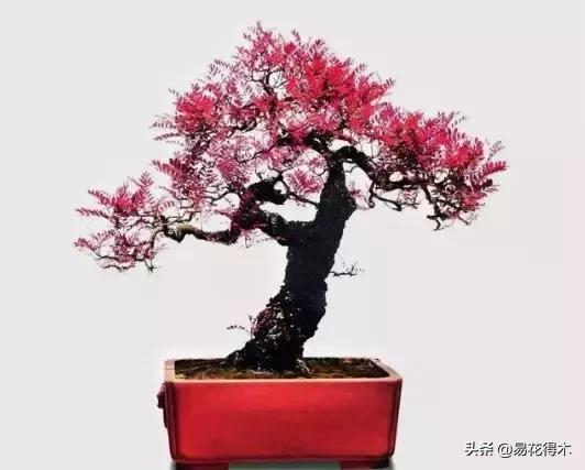 清香木黄叶掉叶子怎么回事,清香木盆景黄叶掉叶