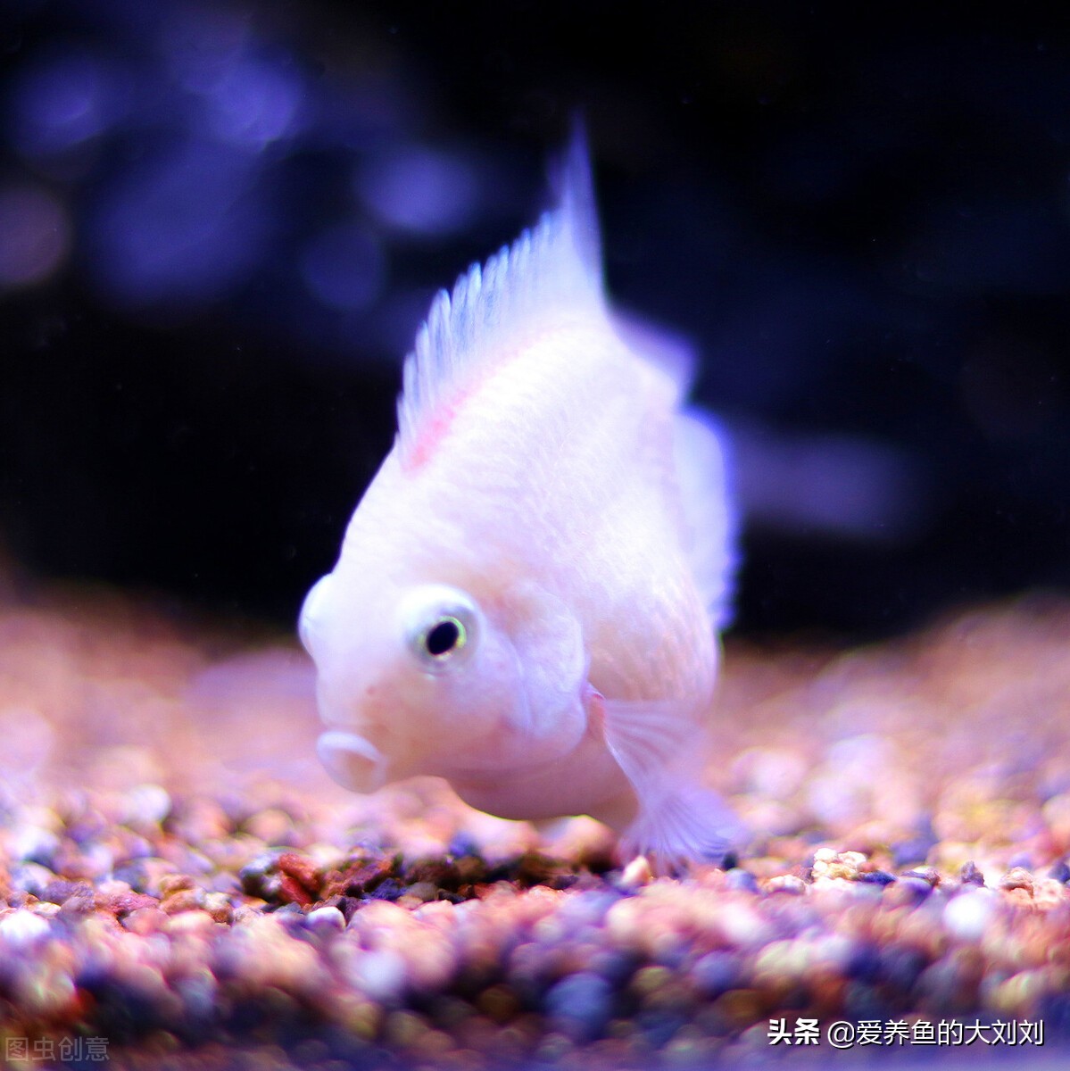 迷你鹦鹉鱼的正确饲养方法,迷你鹦鹉鱼饲养空间