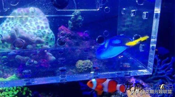 看完别笑,都陪我哭!新人下海开缸的血泪史