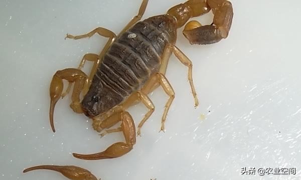 蝎子在养殖中的作用,蝎子的养殖营养价值