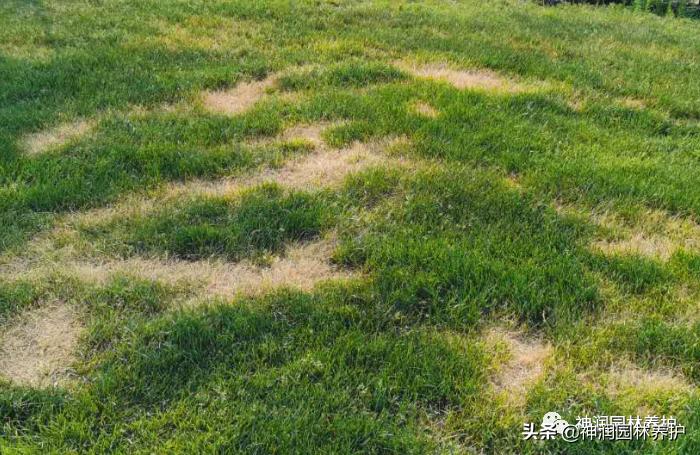 园林病害预警｜高温天气草坪病害的发生与防治