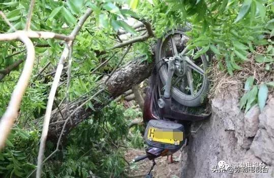 一棵被保护的百年古树,一棵百年的古树被雷击