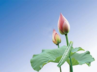 风中飘起歌词,风中飘起简谱