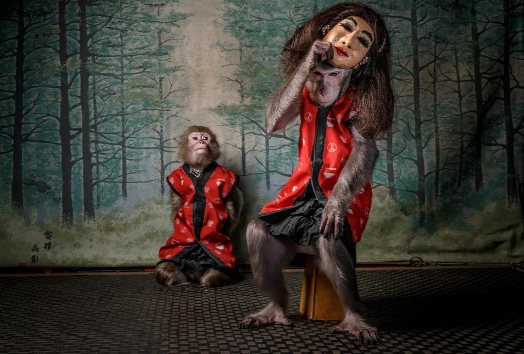 10000块钱买宠物,石猴能当宠物养吗