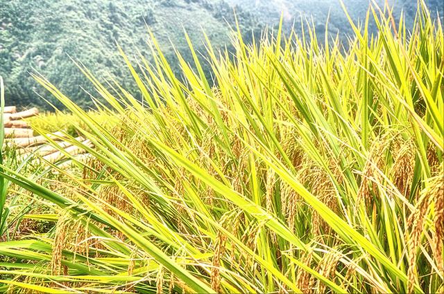 韶关丹霞梯田图片,韶关旅游梯田攻略图片