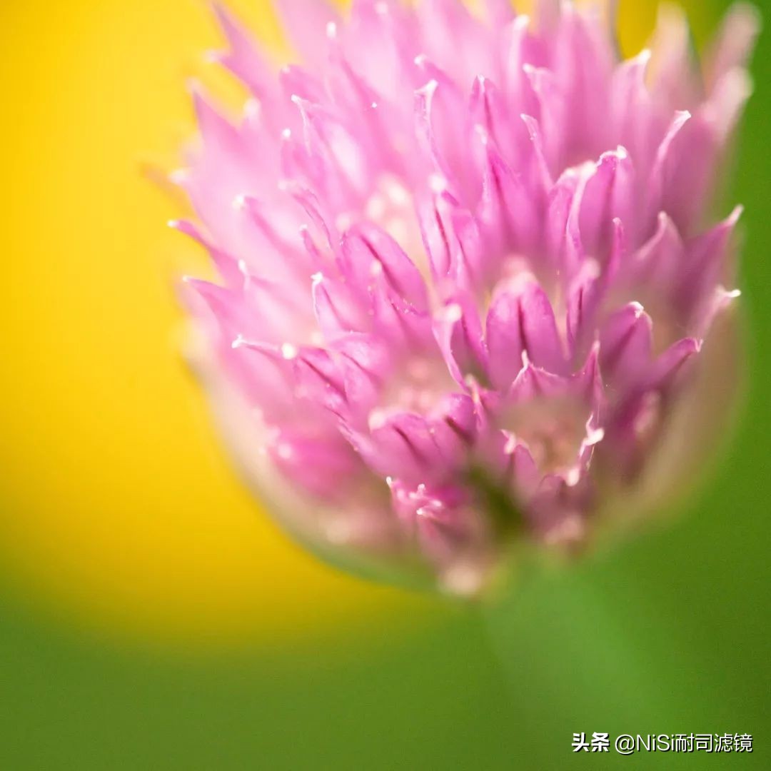 鑰侀娴嬭瘎,鑰侀椋樻憚褰卞笀