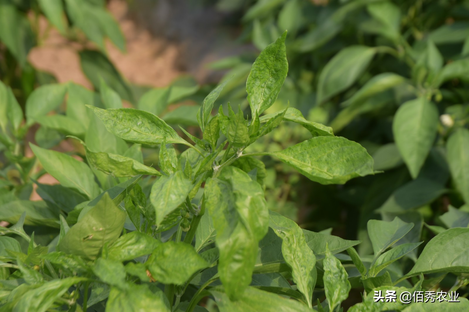 影响辣椒高产的3种因素，施肥用药有窍门，农民朋友易掌握