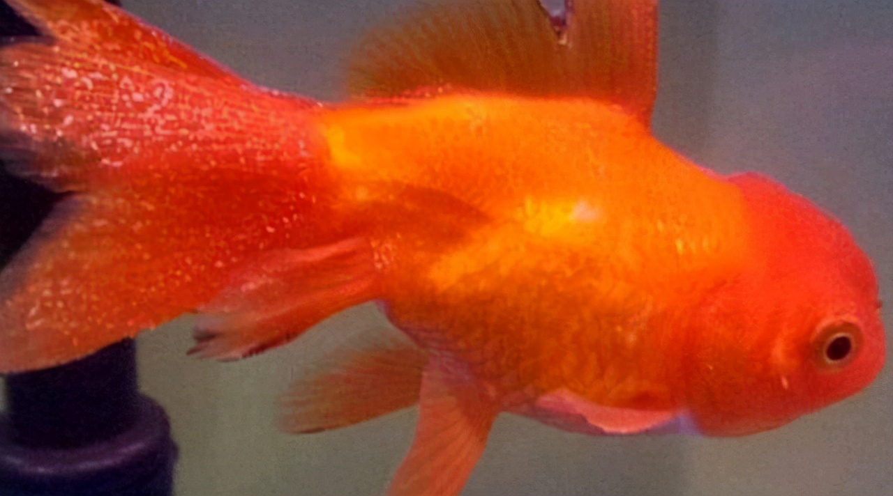 怎么预防鱼得白点病,为什么观赏鱼容易起白点