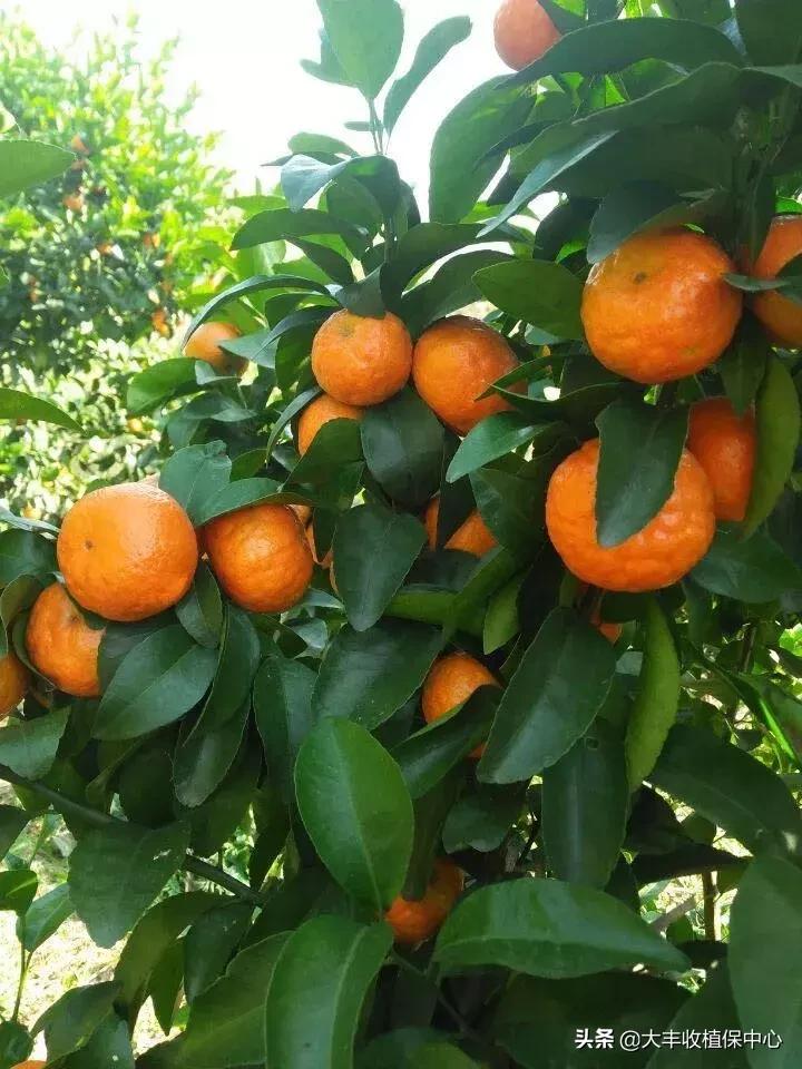 怎样管理柑橘中等果多,柑橘果柄增粗有什么办法