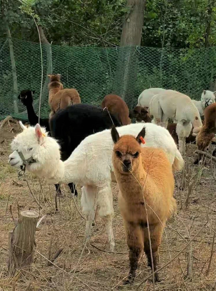 大连铭湖牧场十一还值得去吗,大连铭湖牧场多大面积