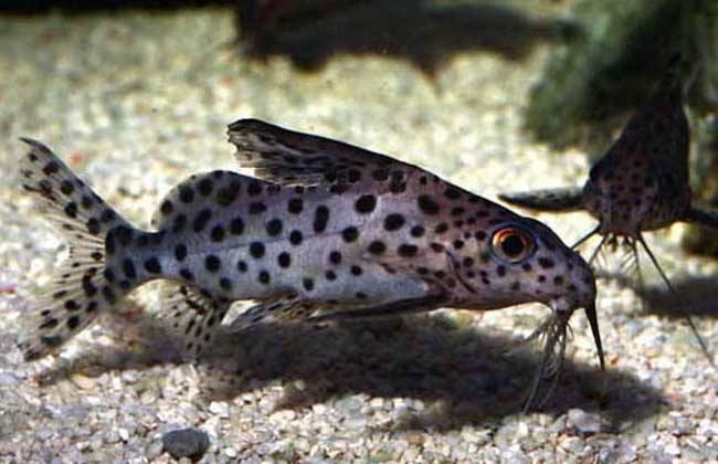 冬天不加温不打氧冻不死的观赏鱼,养不死的观赏鱼图片及名称价格表