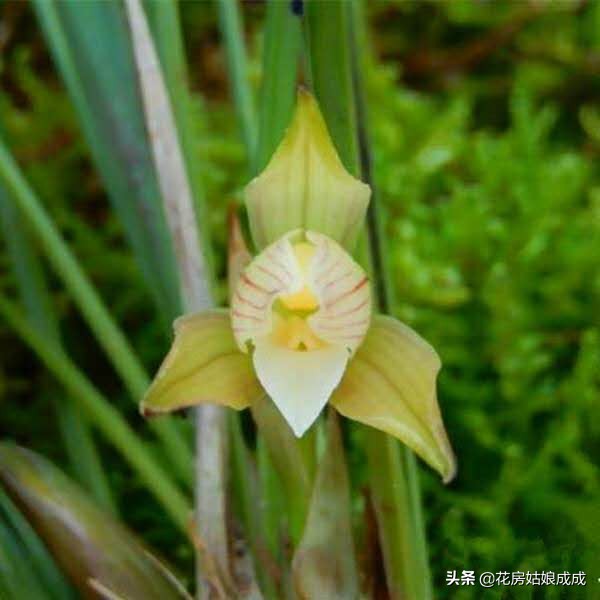 兰花叶尖发黑怎么处理最好,兰花叶尖发黑是何原因怎么处理