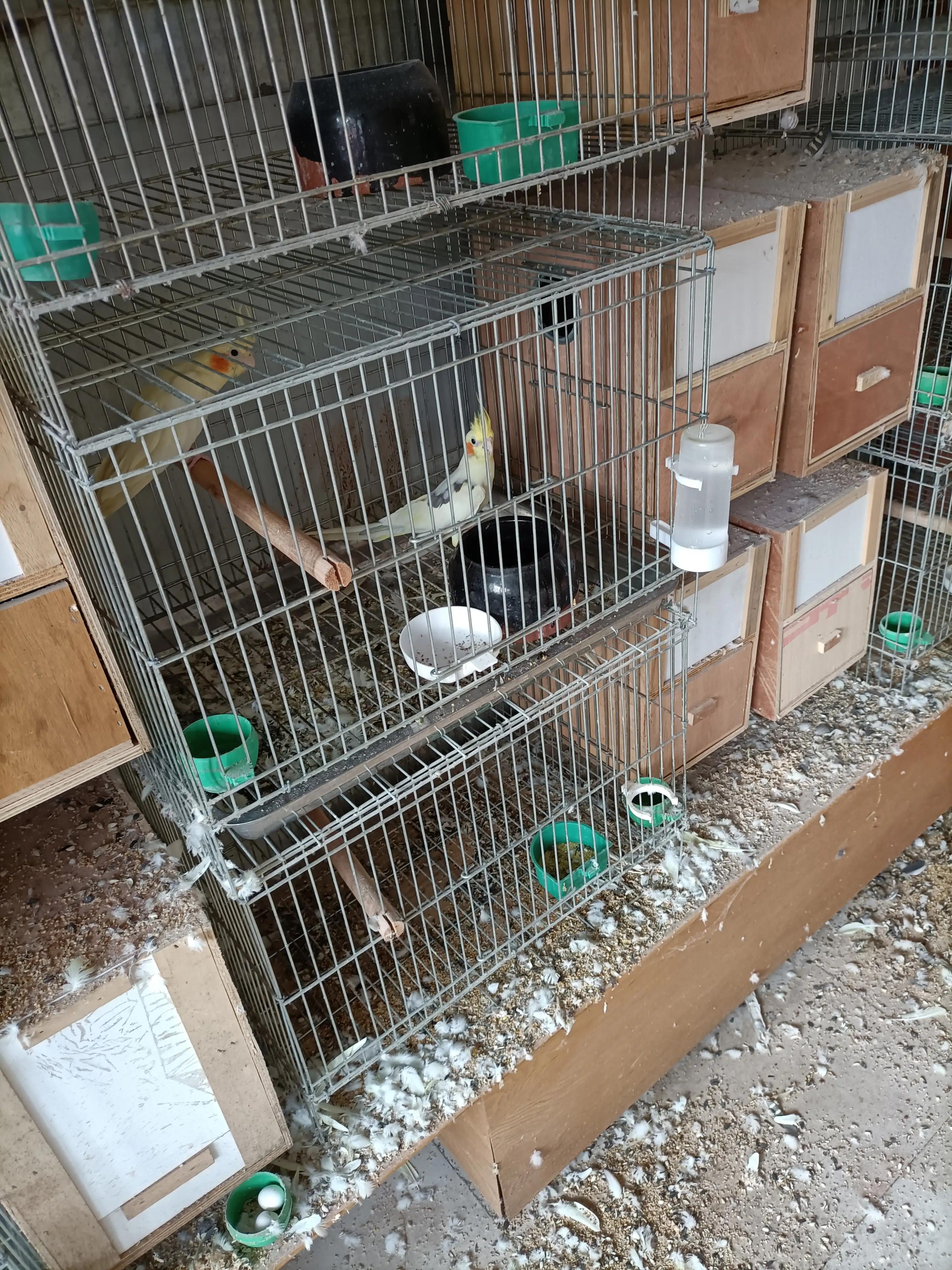 养鸟儿的注意事项,手养鸟需要准备什么药