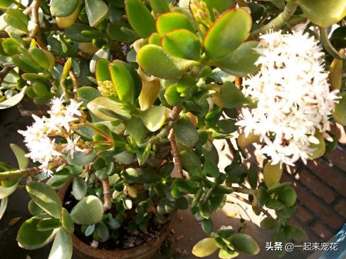 养花达人教你如何养好绿植,养花大神的施肥技巧是什么